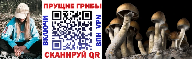 сколько стоит Кудрово Псилоцибиновые грибы Cubensis